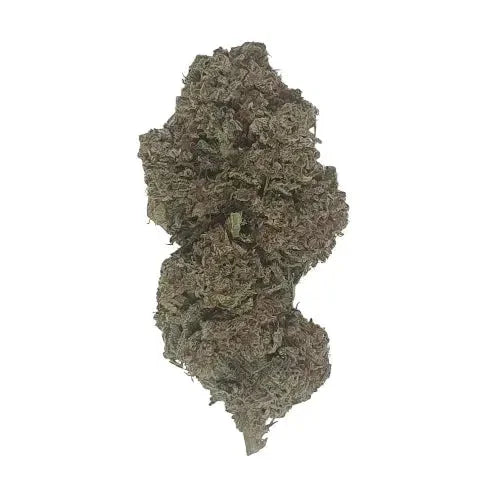 Critical+2.0 CBD - Indoor-Hydro - Dynamite CBD